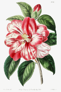 Donckelaers japan camelia from Edwards Botanical Register 1829-1847  by Sydenham Edwards John Lindley and James Ridgway.