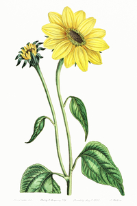 Trumpet stalked sunflower from Edwards Botanical Register 1829-1847  by Sydenham Edwards John Lindley and James Ridgway.