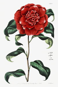 Mr. Reevess crimson camellia from Edwards Botanical Register 1829-1847  by Sydenham Edwards John Lindley and James Ridgway.