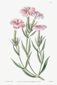 Prince Bisignanos tree pink from Edwards Botanical Register 1829-1847  by Sydenham Edwards John Lindley and James Ridgway.