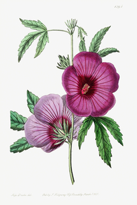 Mr.Lindleys Hibiscus from Edwards Botanical Register 1829-1847  by Sydenham Edwards John Lindley and James Ridgway.