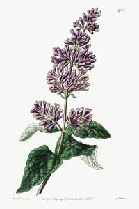 Lady Josikas lilac from Edwards Botanical Register 1829-1847  by Sydenham Edwards John Lindley and James Ridgway.