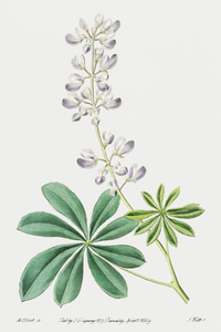 Half shrubby lupine from Edwards Botanical Register 1829-1847  by Sydenham Edwards John Lindley and James Ridgway.