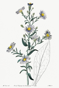 Glaucous aster from Edwards Botanical Register 1829-1847  by Sydenham Edwards John Lindley and James Ridgway.