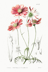 Fine-leaved cosmus from Edwards Botanical Register 1829-1847  by Sydenham Edwards John Lindley and James Ridgway.