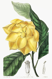 De Candolles talaum tree from Edwards Botanical Register 1829-1847  by Sydenham Edwards John Lindley and James Ridgway.