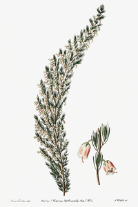 Bell-bearing heath from Edwards Botanical Register 1829-1847  by Sydenham Edwards John Lindley and James Ridgway.