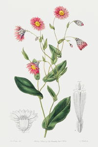 Captain Mangles rhodanthe from Edwards Botanical Register 1829-1847  by Sydenham Edwards John Lindley and James Ridgway.