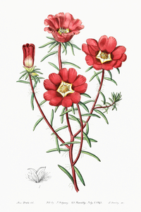 Portulaca splendens from Edwards Botanical Register 1829-1847  by Sydenham Edwards John Lindley and James Ridgway.