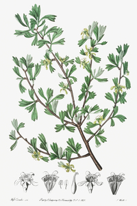 Tthree-toothed purshia from Edwards Botanical Register 1829-1847  by Sydenham Edwards John Lindley and James Ridgway.