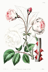 The ruga rose from Edwards Botanical Register 1829-1847  by Sydenham Edwards John Lindley and James Ridgway.
