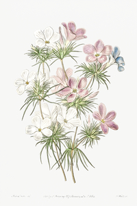 Thick-flowered slender-tube from Edwards Botanical Register 1829-1847  by Sydenham Edwards John Lindley and James Ridgway.