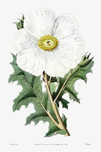 Large-flowered Mexican poppy from Edwards Botanical Register 1829-1847  by Sydenham Edwards John Lindley and James Ridgway.