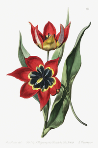 Strong smelling tulip from Edwards Botanical Register 1829-1847  by Sydenham Edwards John Lindley and James Ridgway.