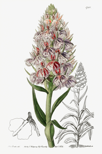 Leafy spiked orchis from Edwards Botanical Register 1829-1847  by Sydenham Edwards John Lindley and James Ridgway.