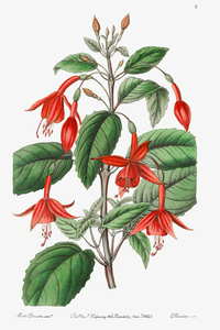 Standishs fuchsia from Edwards Botanical Register 1829-1847  by Sydenham Edwards John Lindley and James Ridgway.