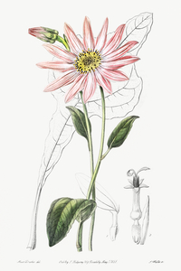 Mr. Dicksons echinacea from Edwards Botanical Register 1829-1847  by Sydenham Edwards John Lindley and James Ridgway.