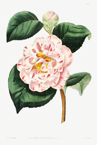 Grays invincible camellia from Edwards Botanical Register 1829-1847  by Sydenham Edwards John Lindley and James Ridgway.