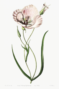atiny calochortus from Edwards Botanical Register 1829-1847  by Sydenham Edwards John Lindley and James Ridgway.