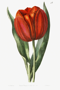 Gesners tulip from Edwards Botanical Register 1829-1847  by Sydenham Edwards John Lindley and James Ridgway.
