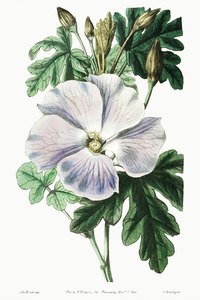 Mrs. Wrays hibiscus from Edwards Botanical Register 1829-1847  by Sydenham Edwards John Lindley and James Ridgway.
