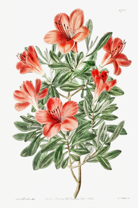 The brick-red Chinese azalea from Edwards Botanical Register 1829-1847  by Sydenham Edwards John Lindley and James Ridgway.