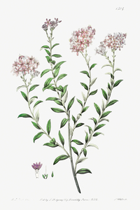 Dr. Gills selago from Edwards Botanical Register 1829-1847  by Sydenham Edwards John Lindley and James Ridgway.