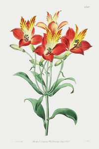 red speckled-flowered Alstromeria from Edwards Botanical Register 1829-1847  by Sydenham Edwards John Lindley and James Ridgway.