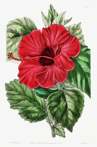 Single-flowered Chinese rose mallow from Edwards Botanical Register 1829-1847  by Sydenham Edwards John Lindley and James Ridgway.