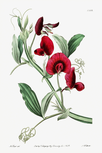 The tangier pea from Edwards Botanical Register 1829-1847  by Sydenham Edwards John Lindley and James Ridgway.