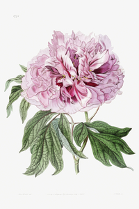 Double red curled tree peony from Edwards Botanical Register 1829-1847  by Sydenham Edwards John Lindley and James Ridgway.