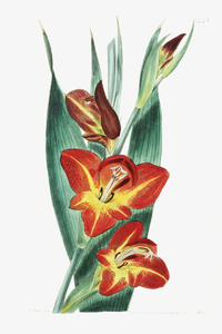 The parrot gladiole from Edwards Botanical Register 1829-1847  by Sydenham Edwards John Lindley and James Ridgway.