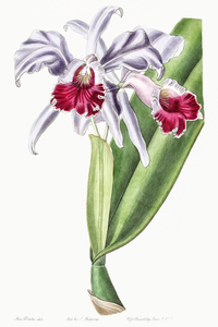 Crimson-lipped cattleya from Edwards Botanical Register 1829-1847  by Sydenham Edwards John Lindley and James Ridgway.