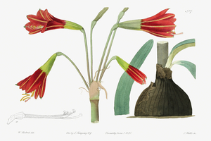 Habranthus phycelloides from Edwards Botanical Register 1829-1847  by Sydenham Edwards John Lindley and James Ridgway.