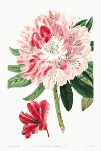 The lovely rhododendron from Edwards Botanical Register 1829-1847  by Sydenham Edwards John Lindley and James Ridgway.