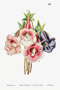 Gloxinia flower varieties from Edwards Botanical Register 1829-1847  by Sydenham Edwards John Lindley and James Ridgway.