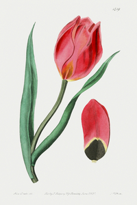 The Early Suns Eye Tulip from Edwards Botanical Register 1829-1847  by Sydenham Edwards John Lindley and James Ridgway.