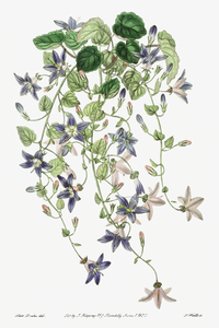 The harebell of St.Angelo from Edwards Botanical Register 1829-1847  by Sydenham Edwards John Lindley and James Ridgway.