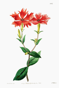 Bunges lychnis flowers from Edwards Botanical Register 1829-1847  by Sydenham Edwards John Lindley and James Ridgway.