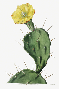 One spined opuntia from Edwards Botanical Register 1829-1847  by Sydenham Edwards John Lindley and James Ridgway.