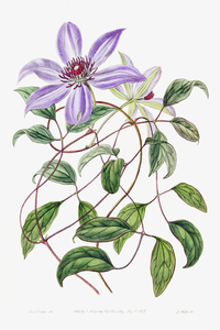 Violet clematis flower from Edwards Botanical Register 1829-1847  by Sydenham Edwards John Lindley and James Ridgway.