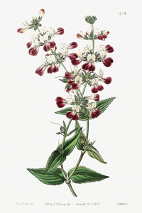 Two-colored collinsia from Edwards Botanical Register 1829-1847  by Sydenham Edwards John Lindley and James Ridgway.