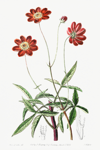 Scabious-like cosmos from Edwards Botanical Register 1829-1847  by Sydenham Edwards John Lindley and James Ridgway.