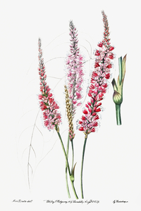 Stem-clasping polygonum from Edwards Botanical Register 1829-1847  by Sydenham Edwards John Lindley and James Ridgway.