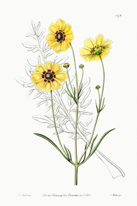 Perennial dyers coreopsis from Edwards Botanical Register 1829-1847  by Sydenham Edwards John Lindley and James Ridgway.