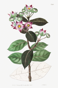 Tall calotropis from Edwards Botanical Register 1829-1847  by Sydenham Edwards John Lindley and James Ridgway.