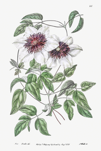 Siebalds clematis from Edwards Botanical Register 1829-1847  by Sydenham Edwards John Lindley and James Ridgway.