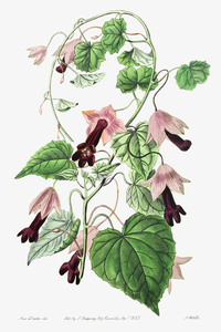 Twinning red-cloak from Edwards Botanical Register 1829-1847  by Sydenham Edwards John Lindley and James Ridgway.