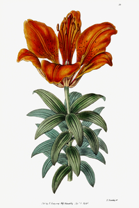 Blood red lily from Edwards Botanical Register 1829-1847  by Sydenham Edwards John Lindley and James Ridgway.