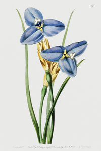 Sapphire patersonia from Edwards Botanical Register 1829-1847  by Sydenham Edwards John Lindley and James Ridgway.